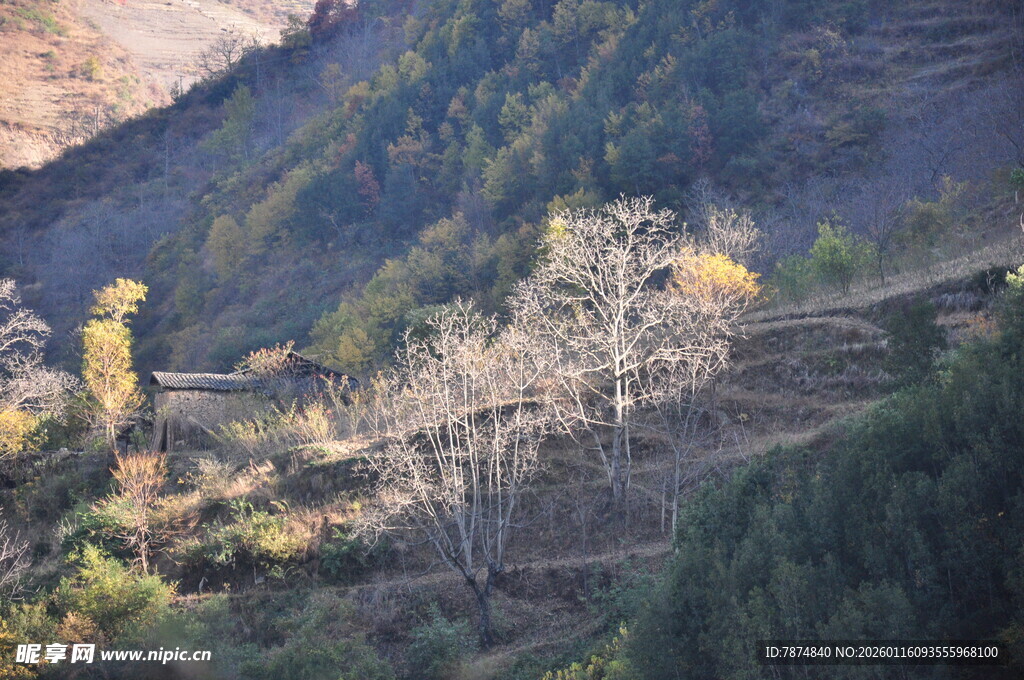 山间多彩树木景致