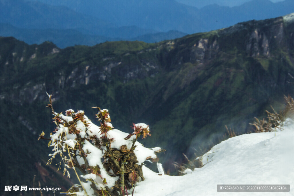 雪覆山间植物 美景如画