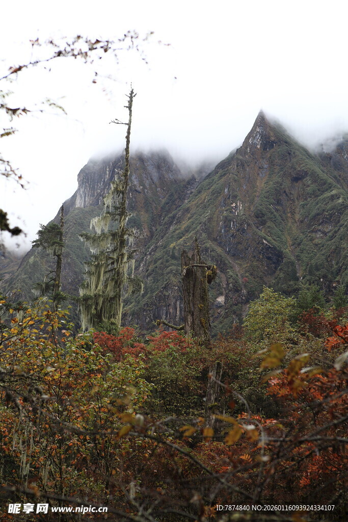 山间秋景 云雾缭绕山林