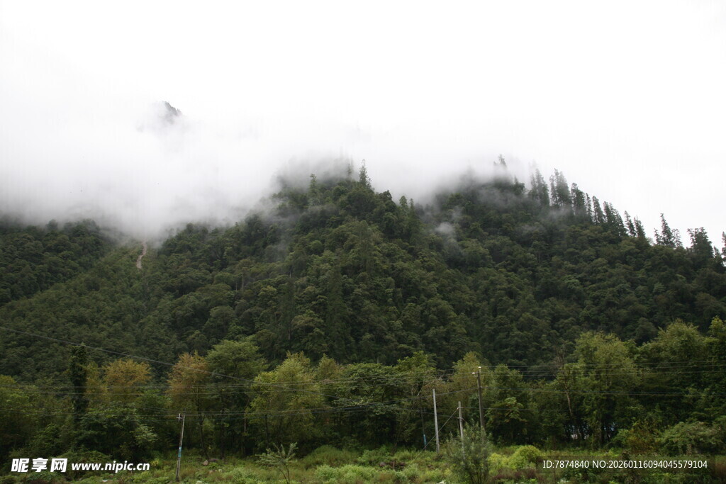 云雾缭绕的山林美景