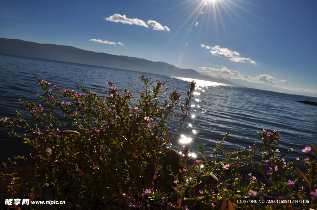 湖畔阳光美景 花草相伴