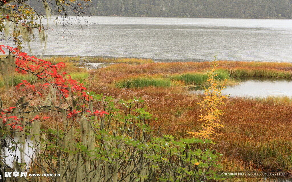 秋日湖畔多彩植被景观