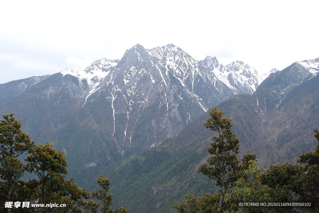 雪山巍峨伴葱郁山林