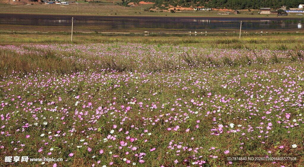 花海烂漫 田野中的绚丽景致