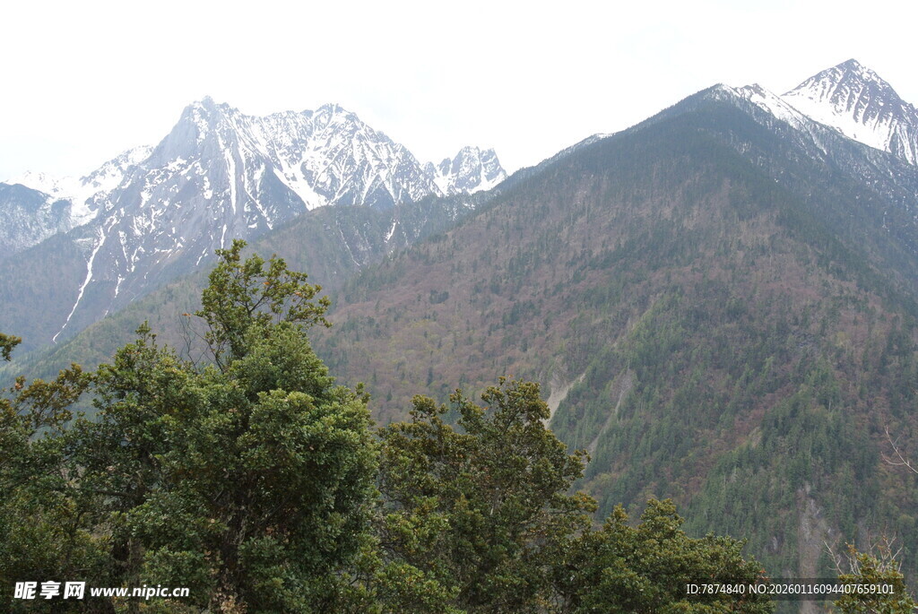 雪山下的葱郁山林