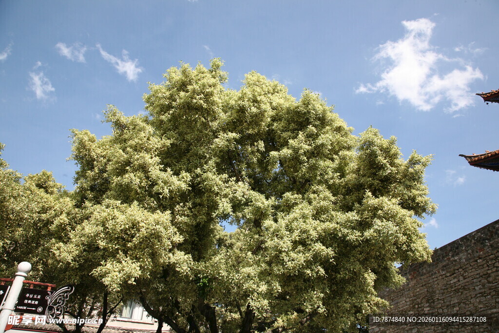 阳光下葱郁绿树