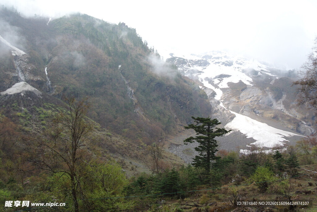 山间雪景中的葱郁树木