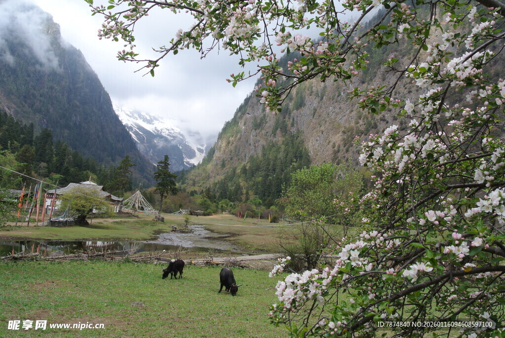 山间春景 草地牛羊与繁花