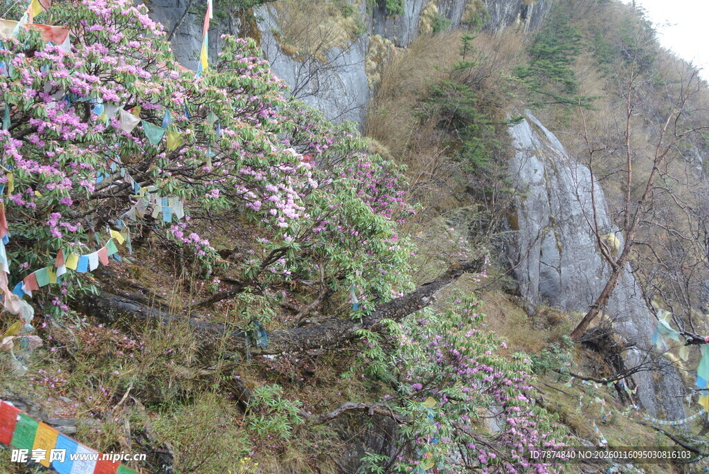山间繁花与经幡装点的峭壁