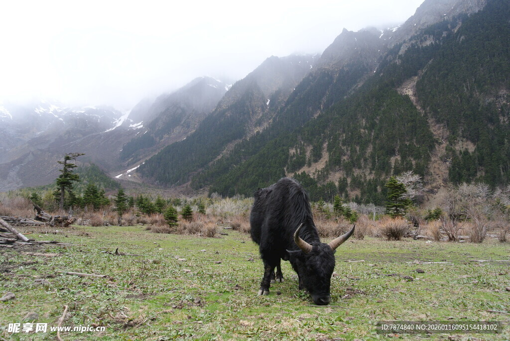 草原牦牛悠然进食