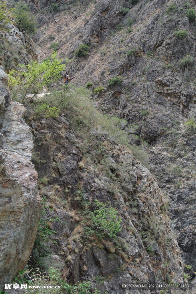山间峭壁上的顽强绿植