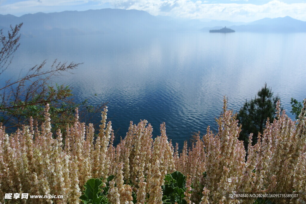 湖畔花草与宁静湖水美景