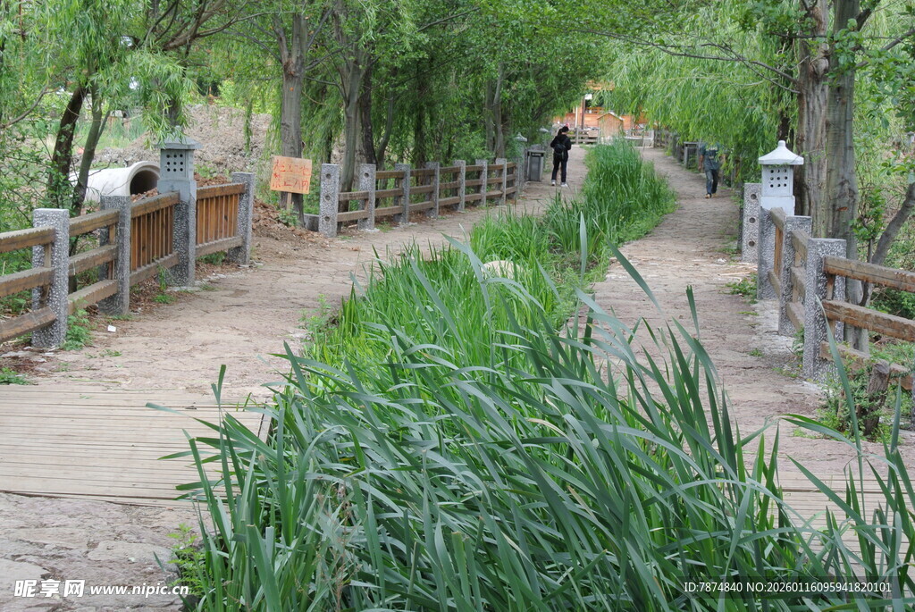 乡村小径旁的葱郁绿植