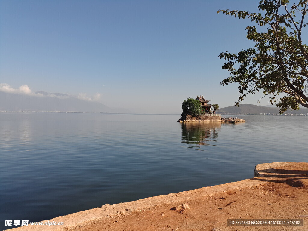 湖畔美景 宁静水边一棵树