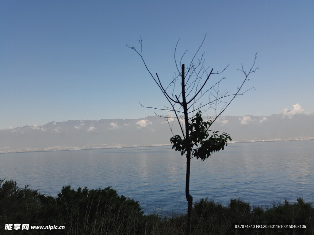 湖畔孤树 静享自然之美
