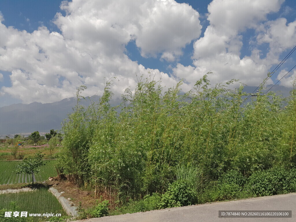 路边葱郁绿植与蓝天白云