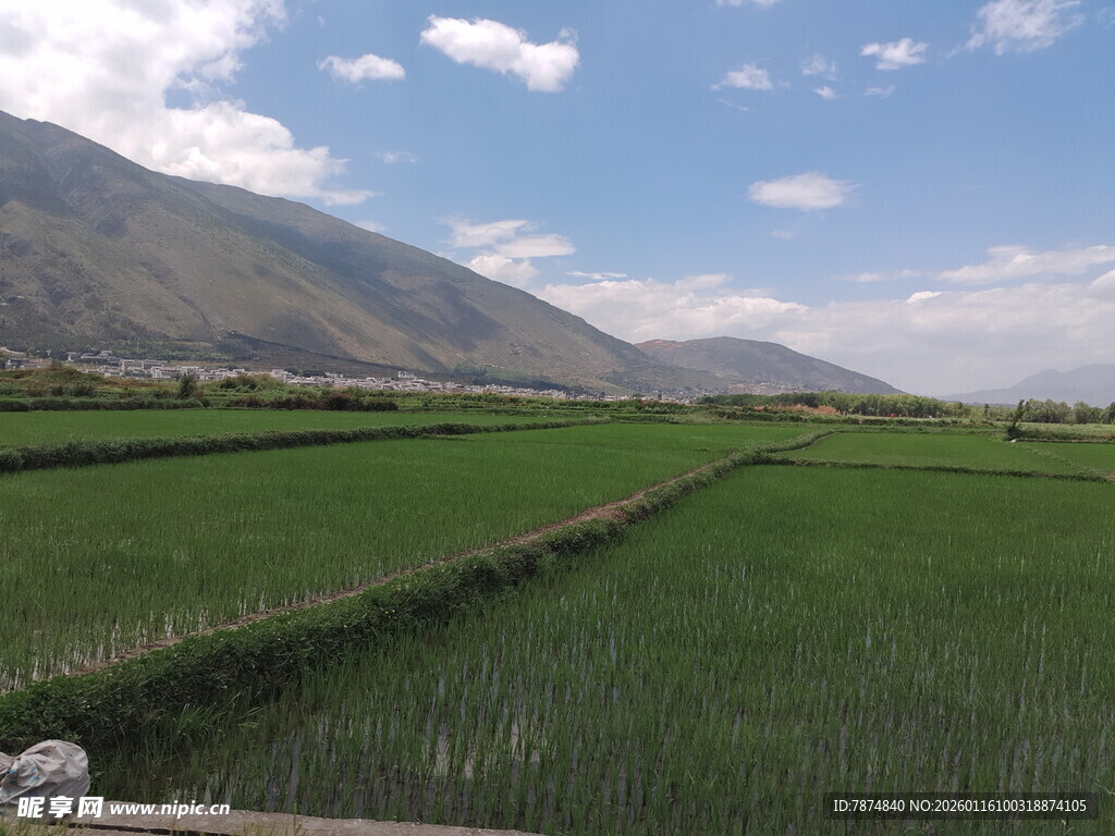 田园风光中的翠绿稻田