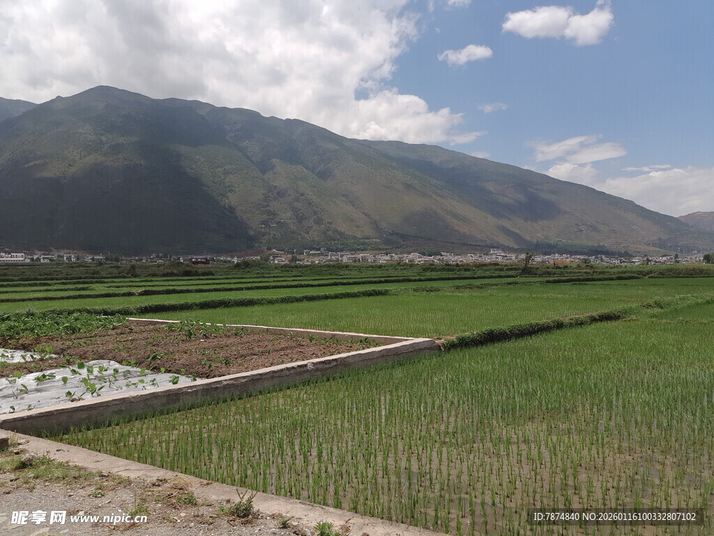 田园风光中的广袤绿色稻田