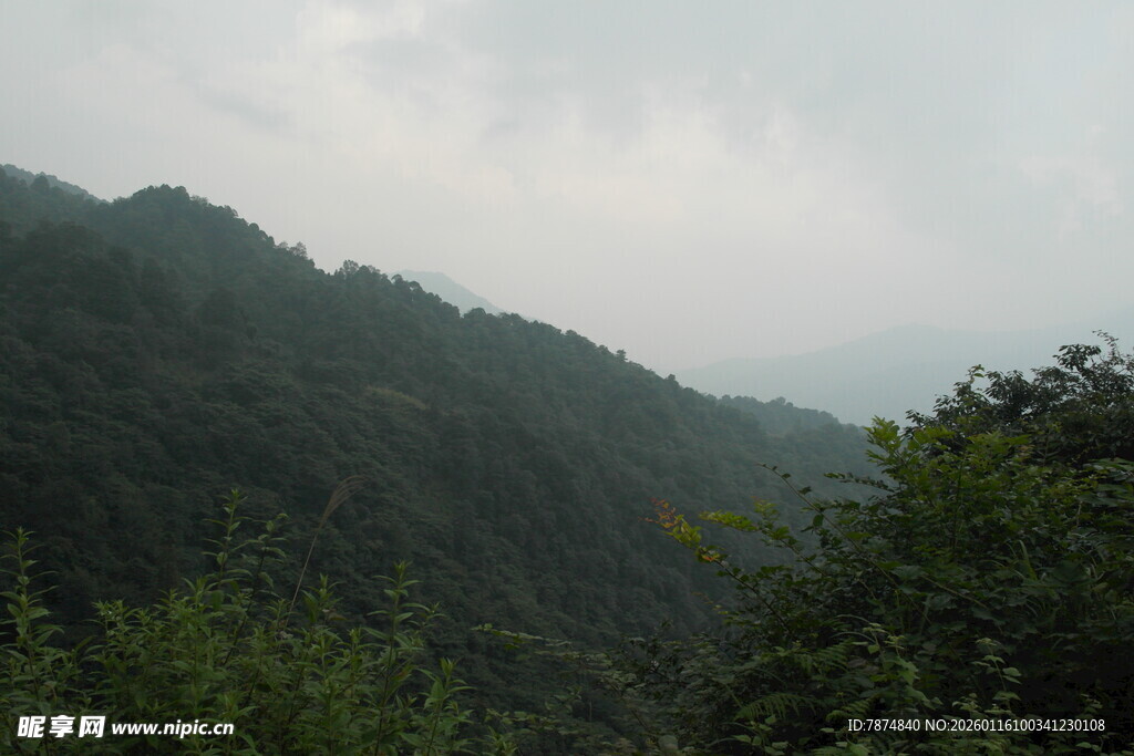 云雾缭绕的山林景色