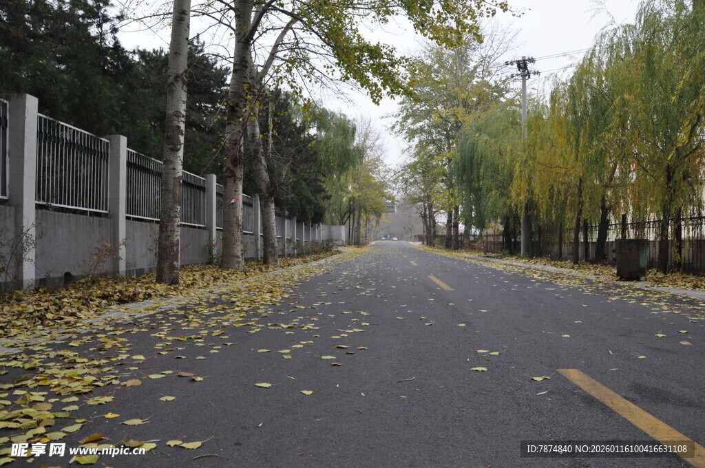 秋日落叶铺就的静谧道路