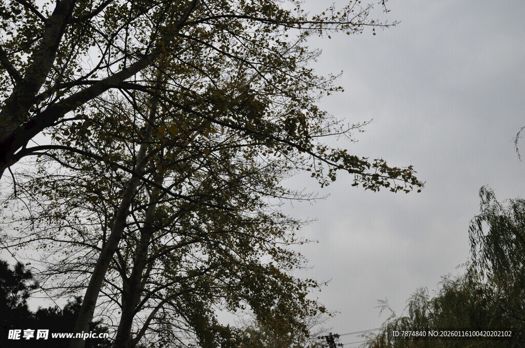 秋日树梢 天空朦胧景象