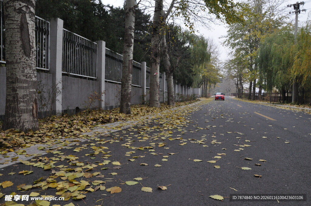 秋日落叶铺就的静谧道路