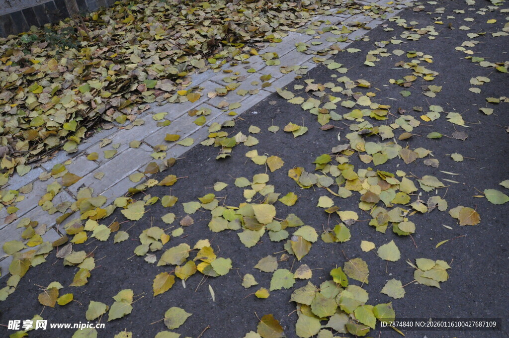 路面上散落的金黄秋叶