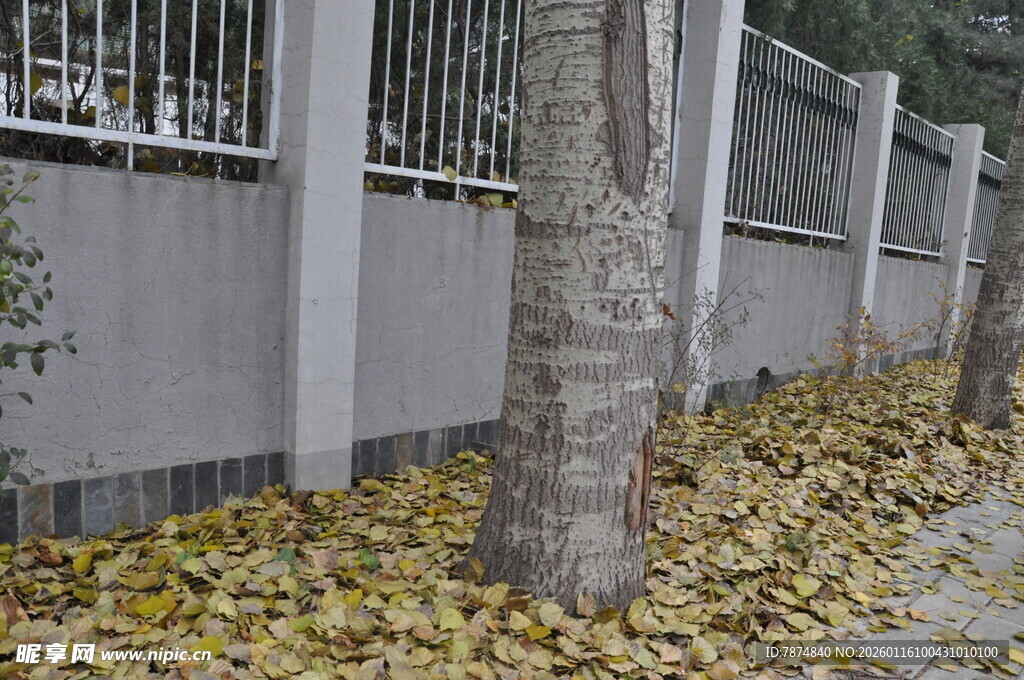 秋日树下落叶景