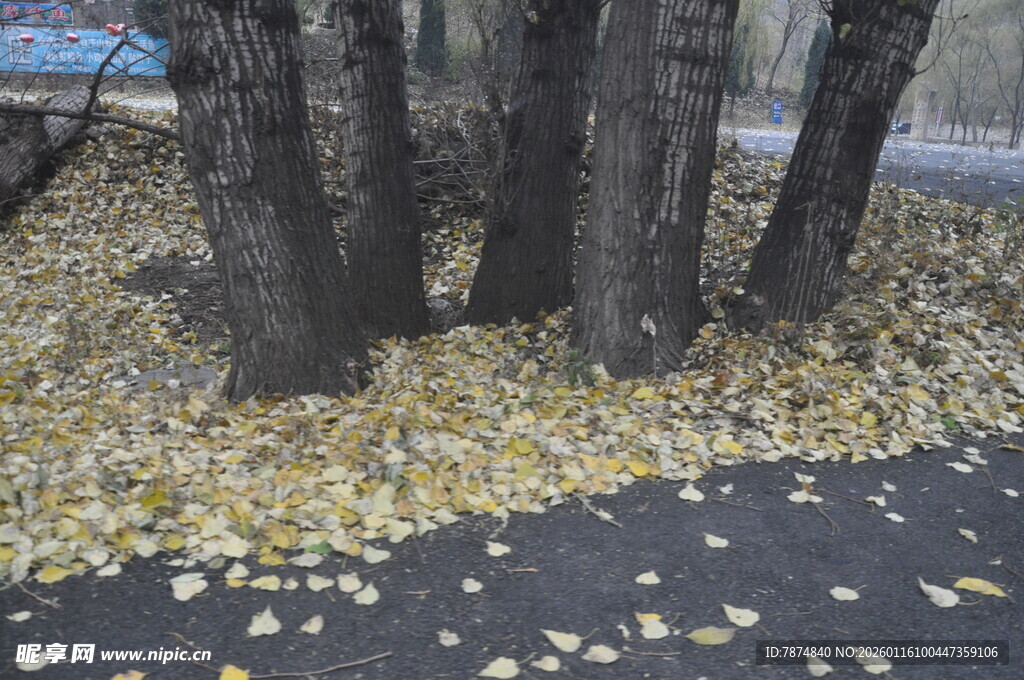 树下金黄落叶铺就美景