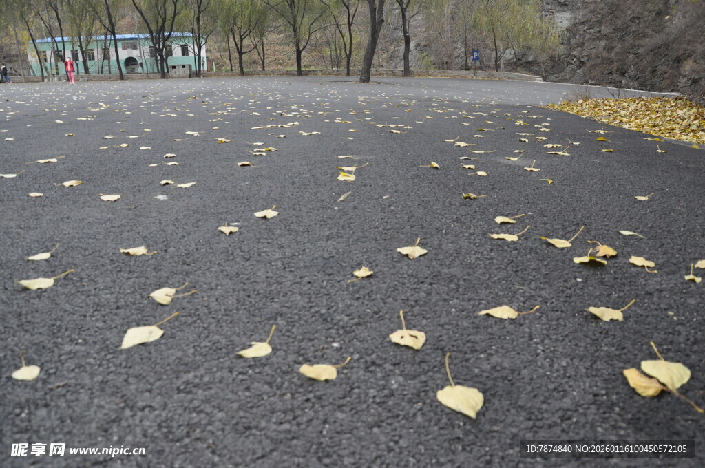 秋日路面散落的金黄树叶