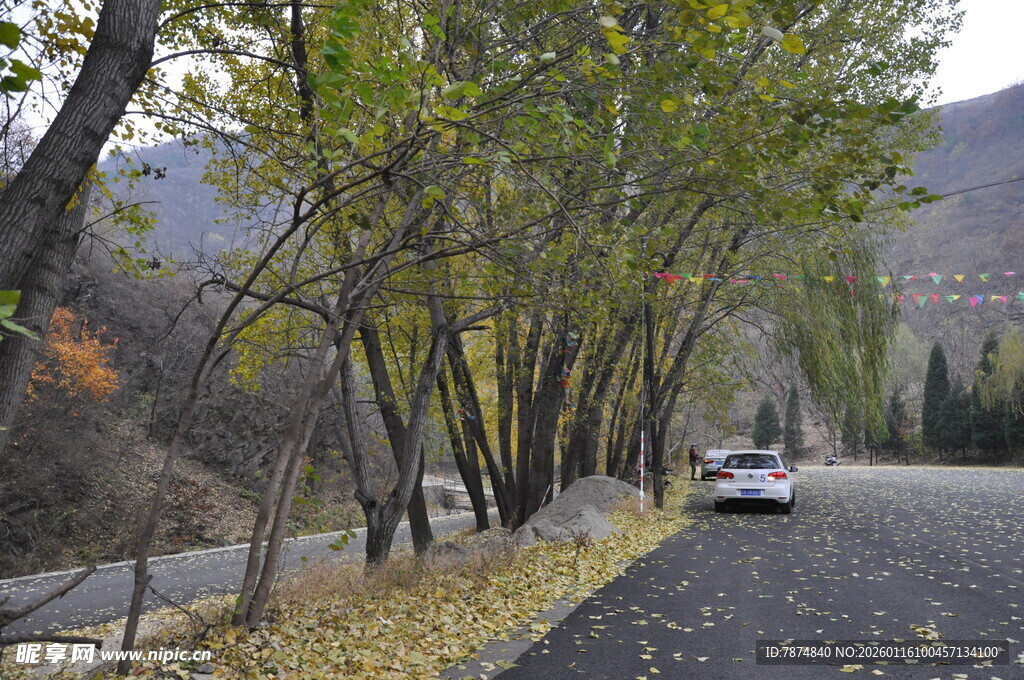秋日林间公路 车辆穿行