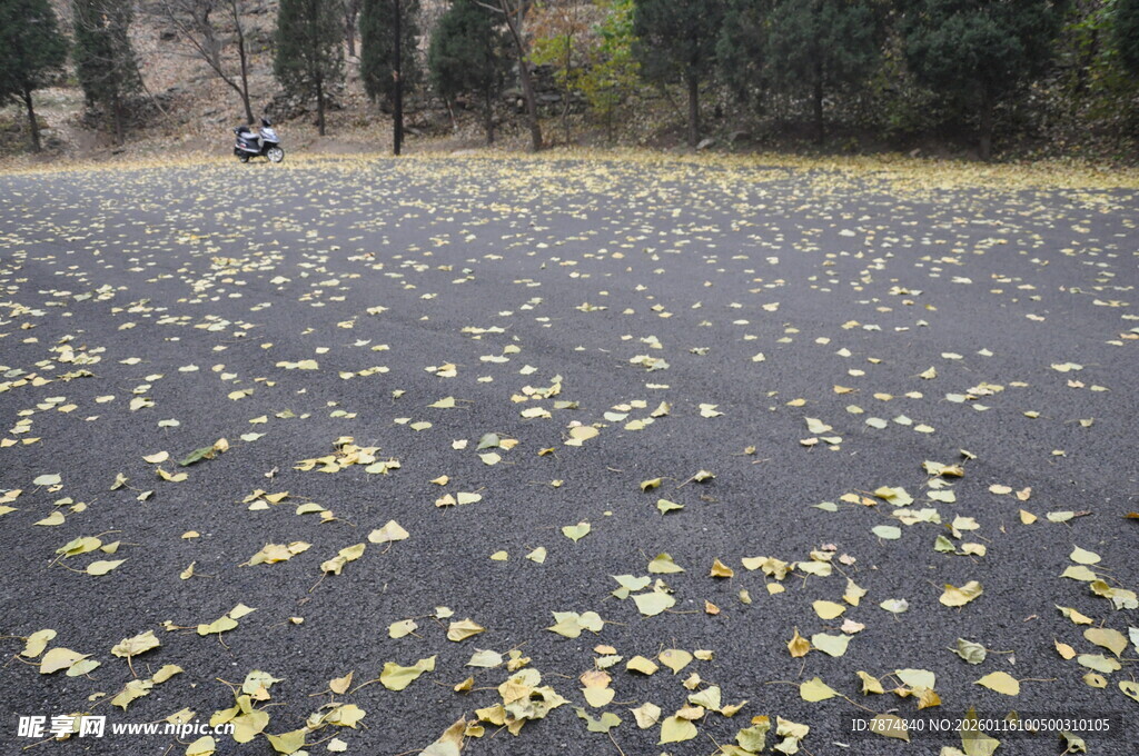 路面铺满金黄落叶景象