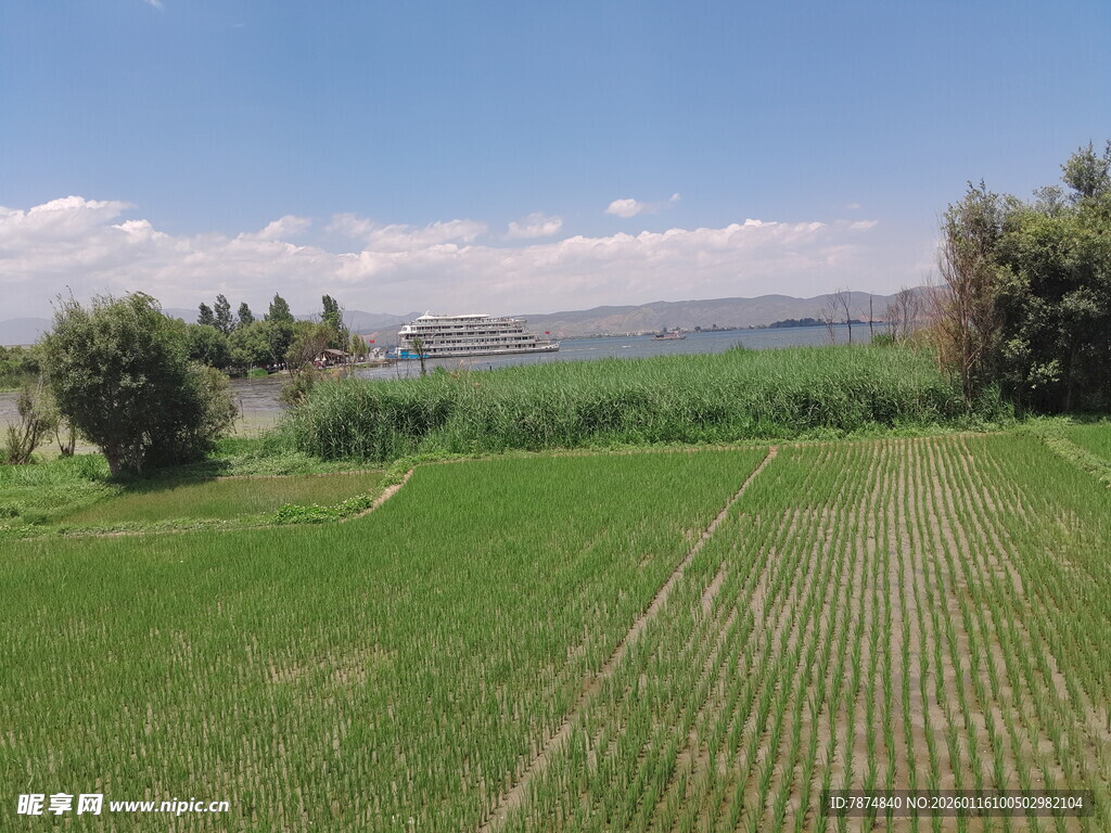 田园风光中的翠绿农田