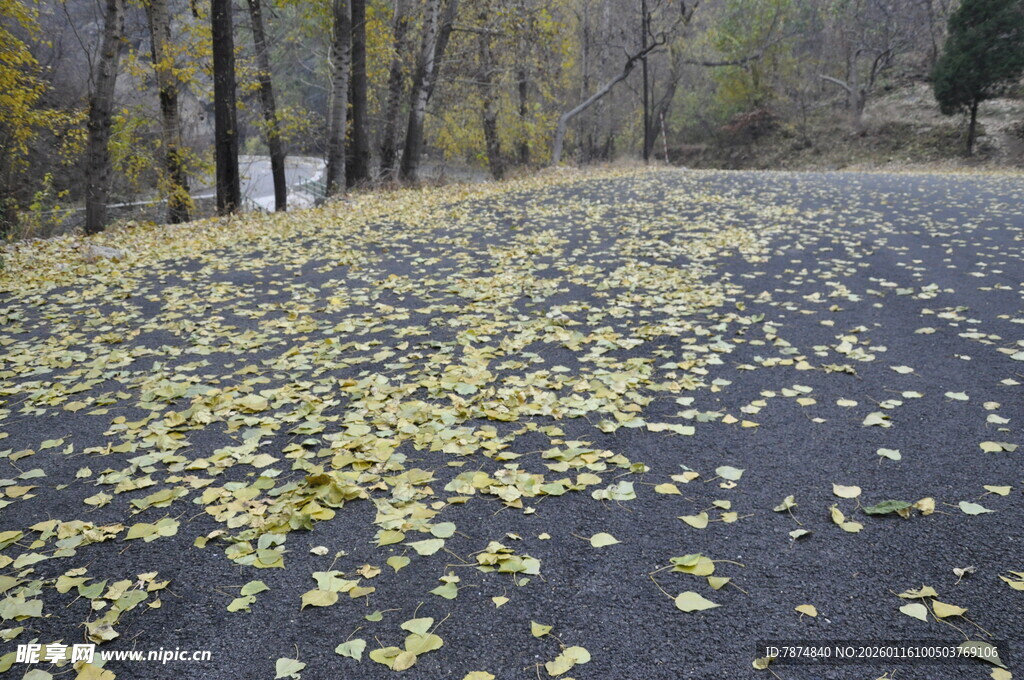 秋日落叶铺满林间小路