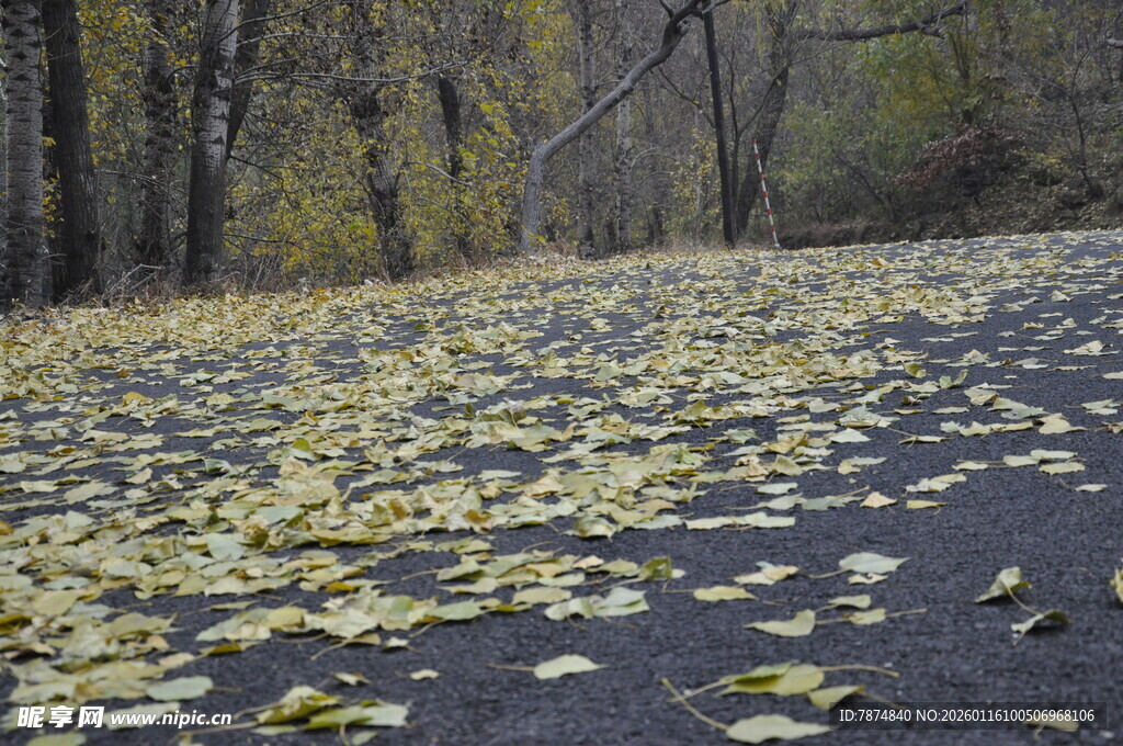 秋日林间落叶铺就的小路