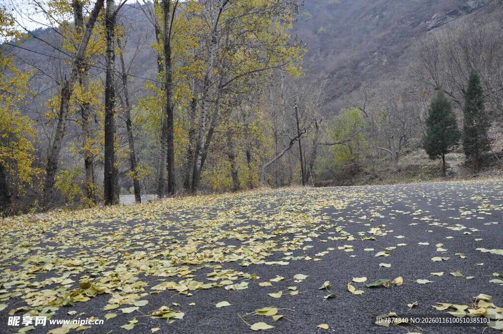 秋日落叶铺就的静谧之路