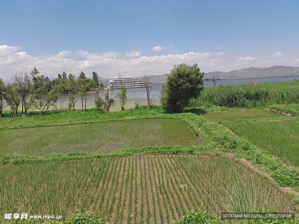 田园风光中的绿色稻田