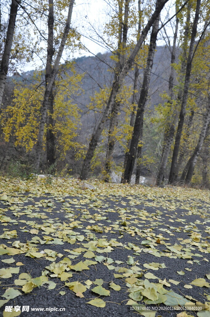 秋日林间落叶铺就的美景