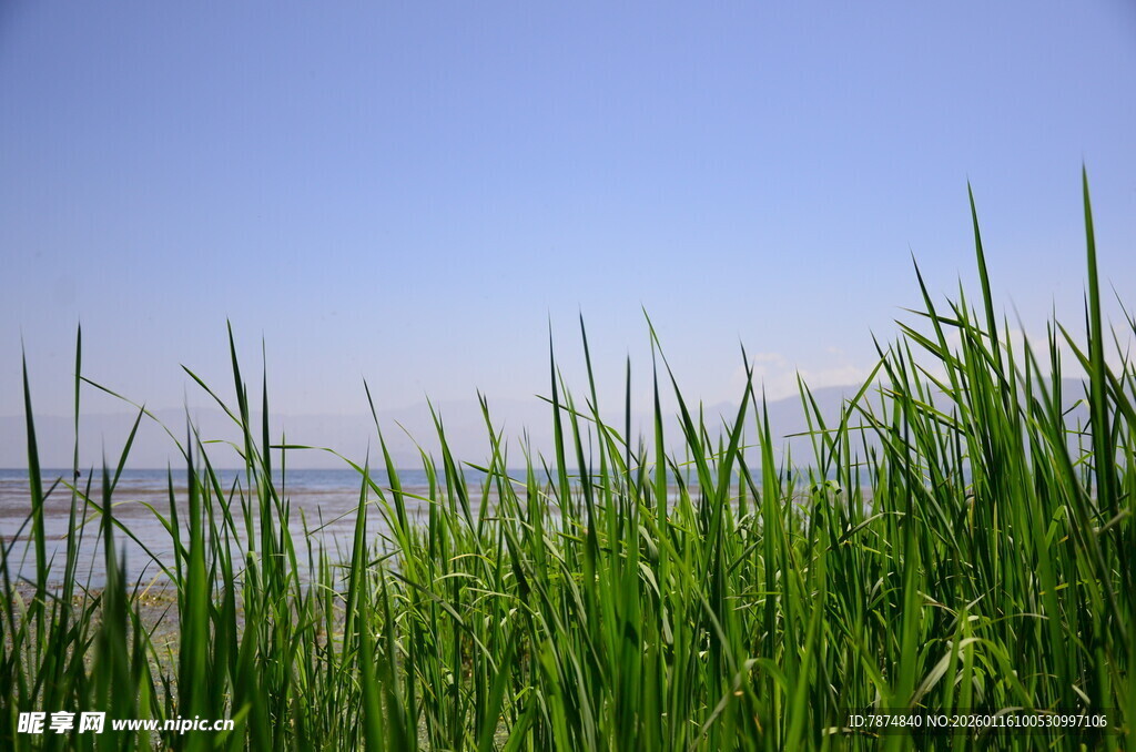 青青野草 蓝天之下的生机