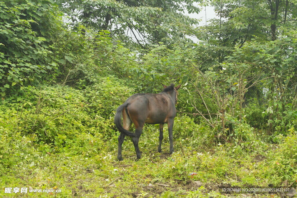森林中站立的一匹骏马