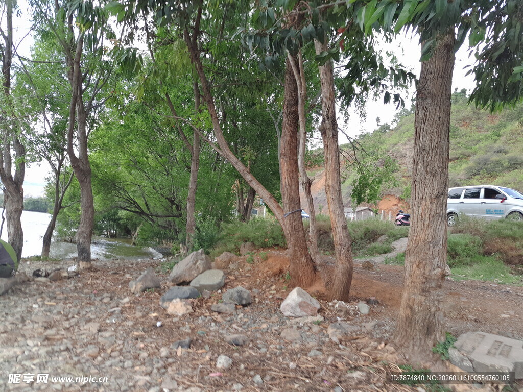 郊外树林碎石场景