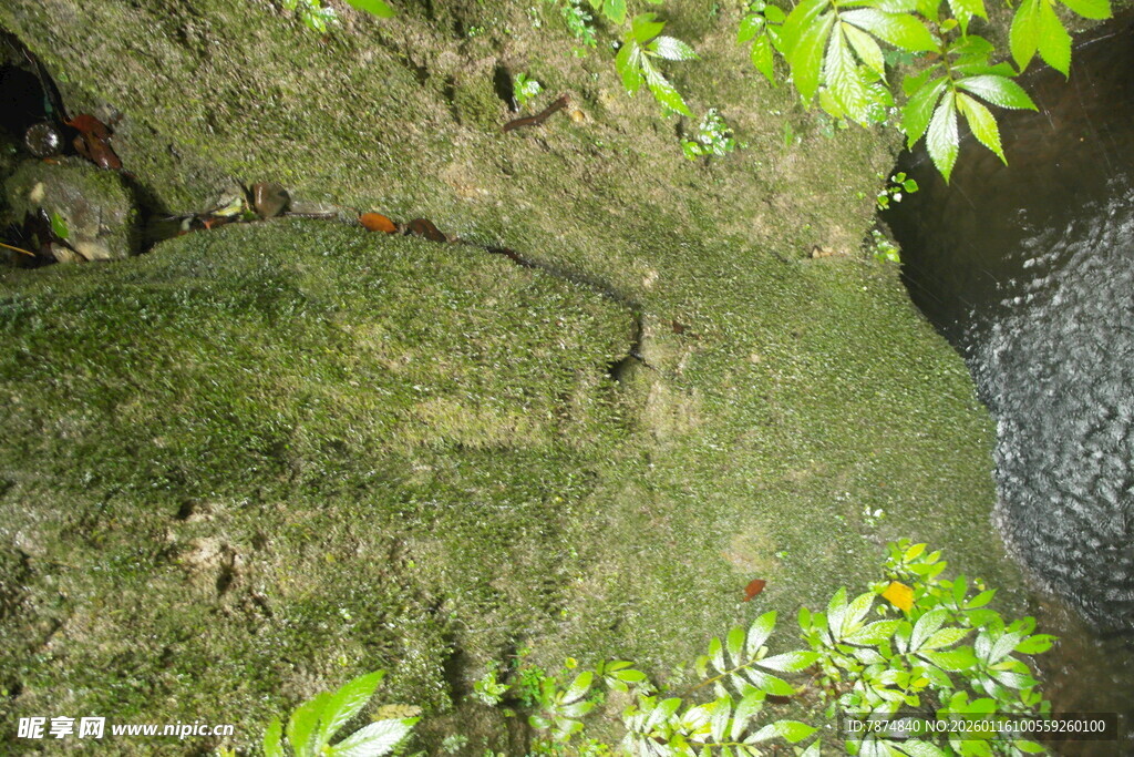 青苔覆盖的湿润岩石角落