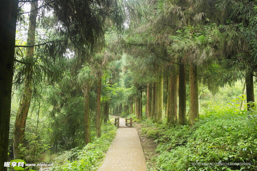 林间幽径 绿意盎然的漫步道