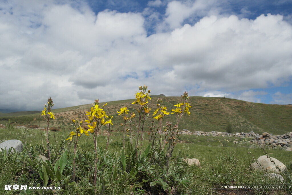草原上的黄色野花