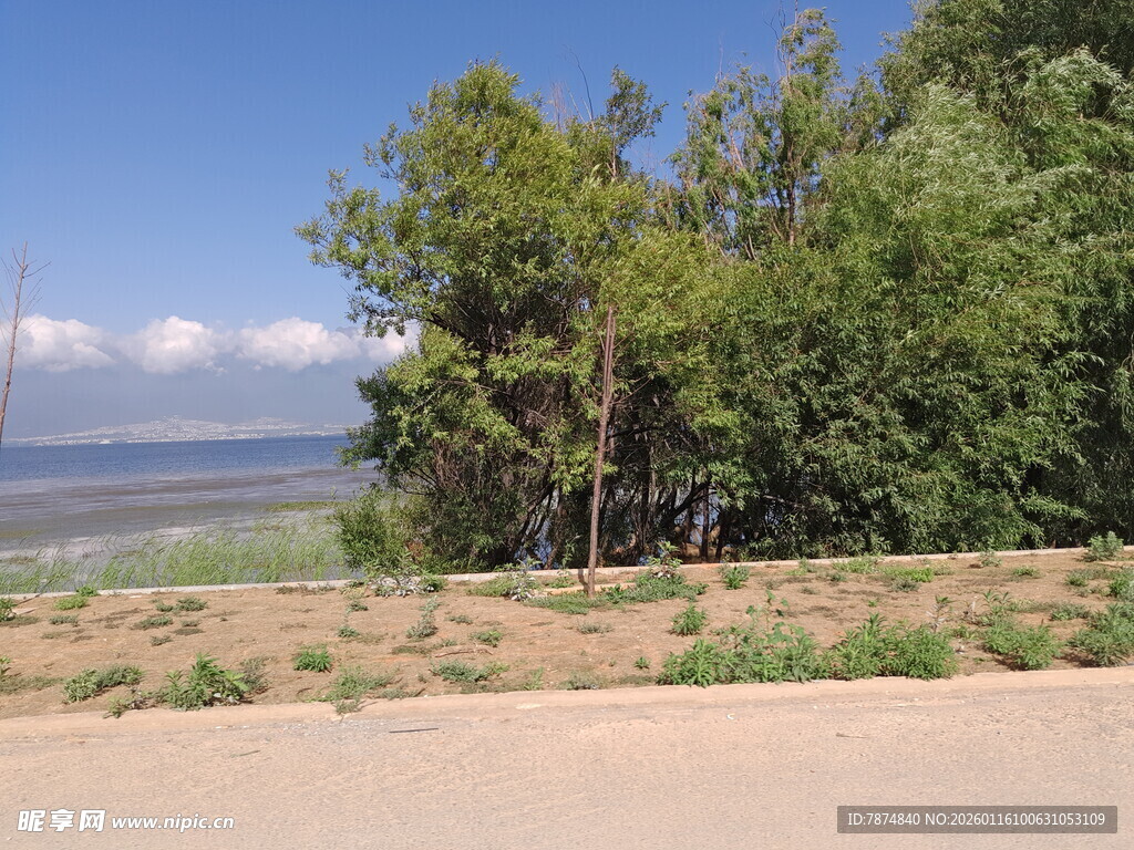 湖畔绿树旁的开阔风景