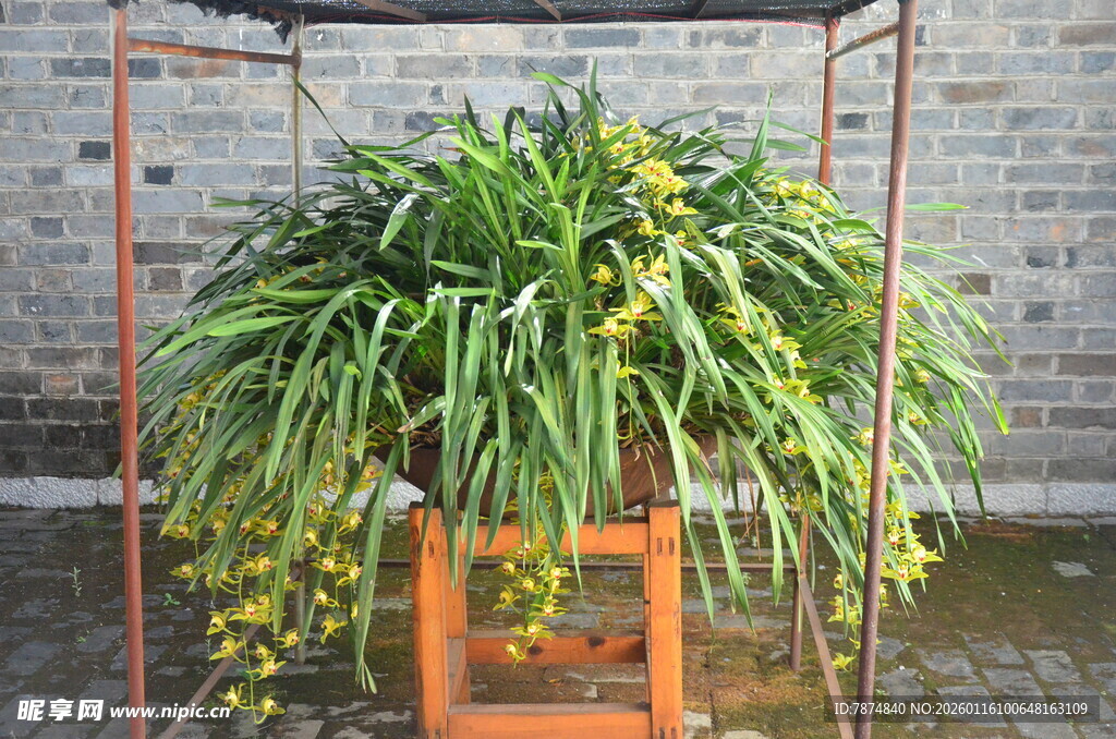 悬挂绿植架上的茂盛盆栽