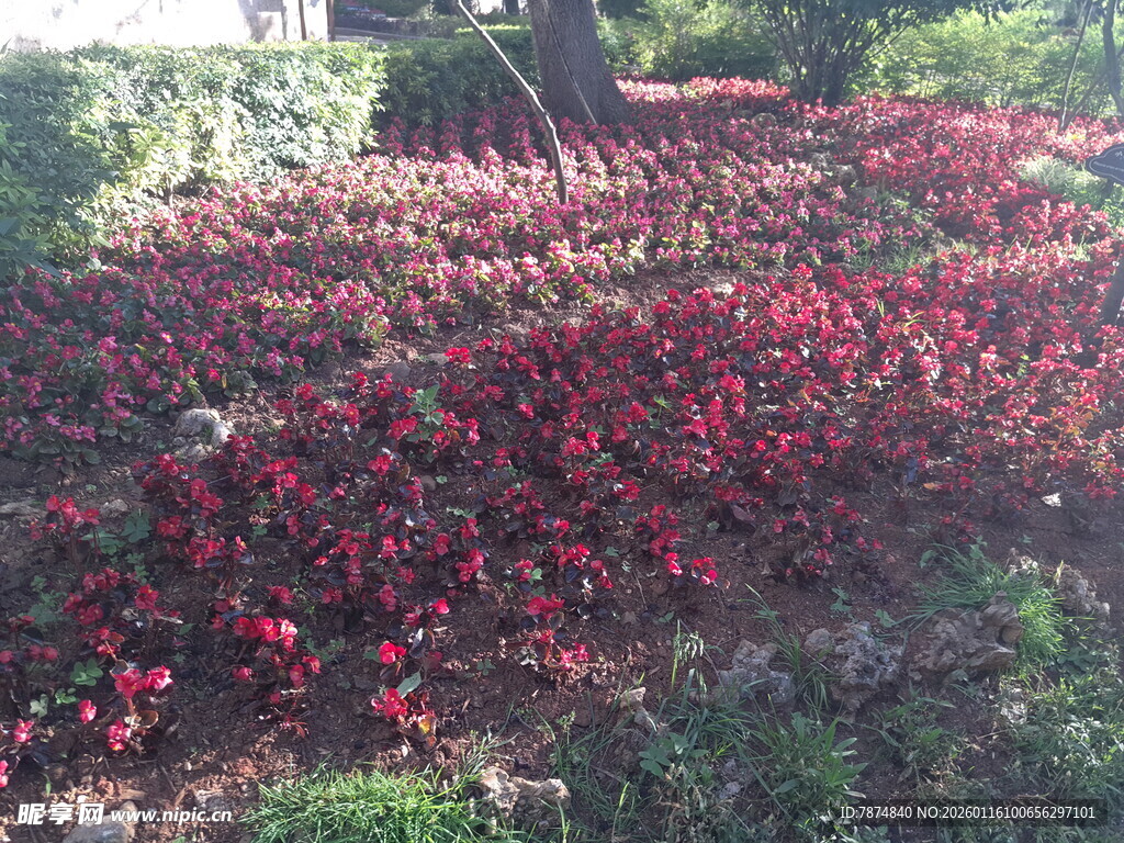 繁花似锦的多彩花卉景观