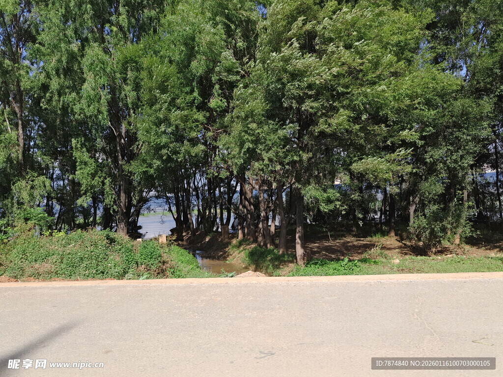 路边葱郁树林景观