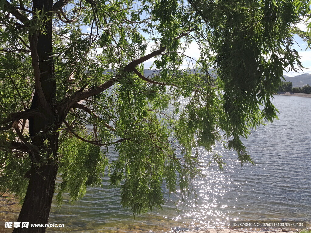 湖畔垂柳 水波潋滟之景