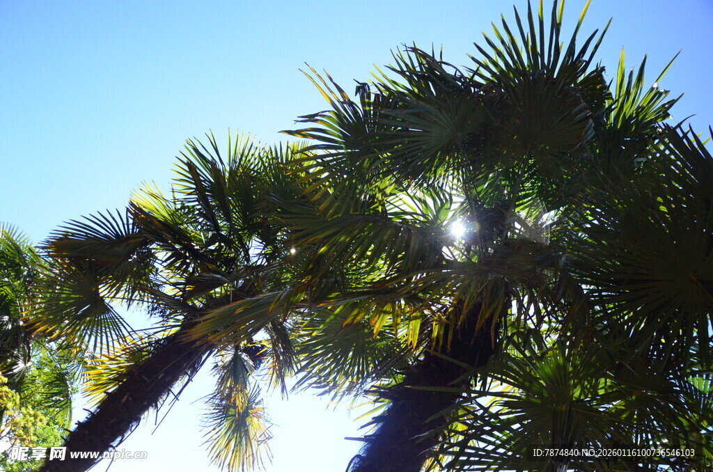 阳光下的棕榈树
